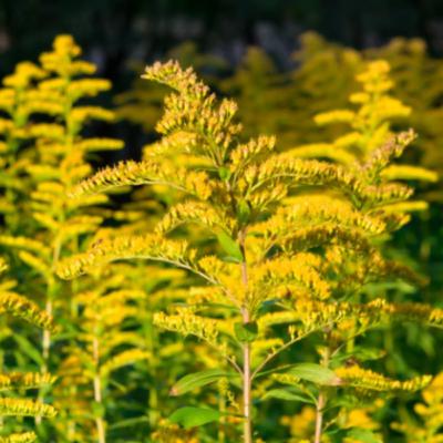 Золотарники — нарастающая угроза