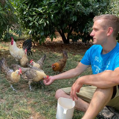 Zwerg-Friesenhühner und Zwerg-Sulmtaler - Rasseportrait #9