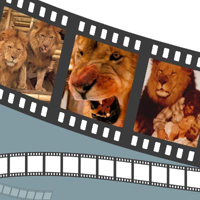 Roar - Lions, Lions, and Even More Lions!!!