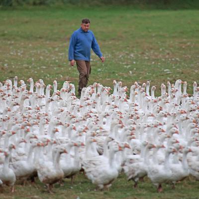 Vogelgrippe - Veterinär empfiehlt Grippeimpfung für Geflügel- und Schweinehalter