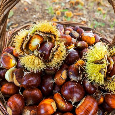 En clave turismo - Frutos de otoño, soporte vital para la fauna de los bosques - 21/10/25