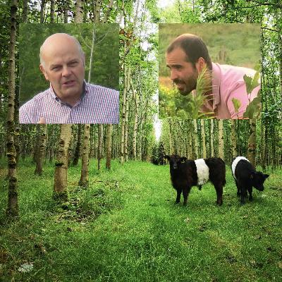 The tree episode with Jim & Davi