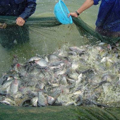 Brazil halts importing tilapia from Vietnam