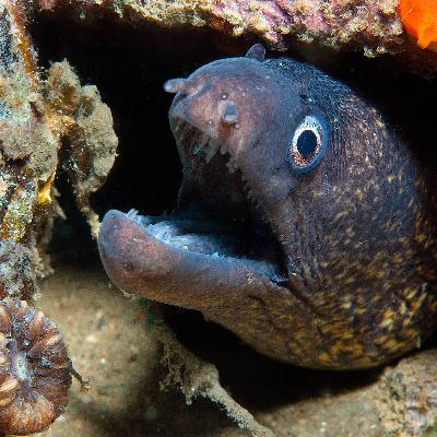 Espacio en blanco - La anguila eléctrica del Amazonas - 21/12/25 Espacio en blanco - La anguila eléctrica del Amazonas - 21/12/25