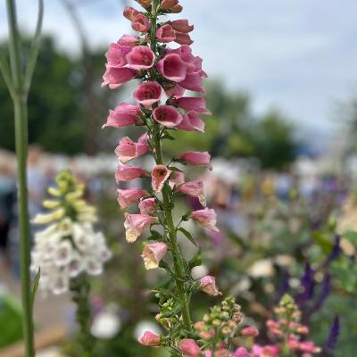 Growing Together - July 2025: A summer of gardening shows