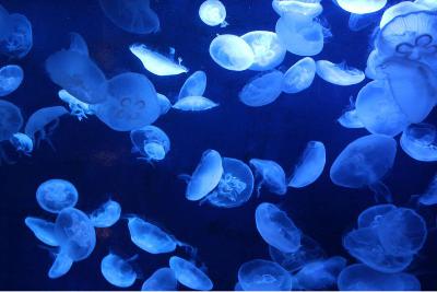 「いつかまた」作詞:ぺいちゃん from Radiotalk 「いつかまた」作詞:ぺいちゃん from Radiotalk