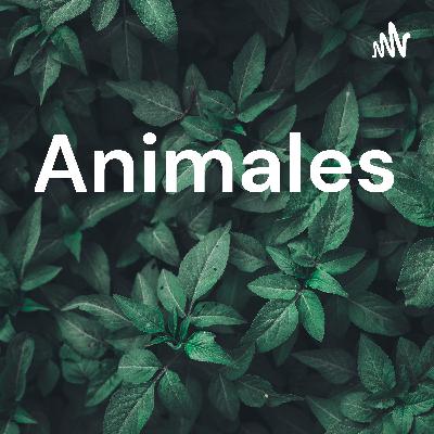 Animales más extraños y sus características
