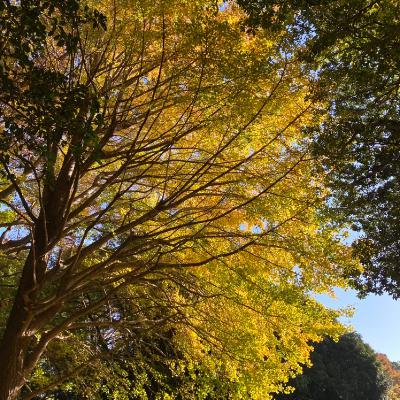 2025.11/17 身体を意識することが今にいること from Radiotalk