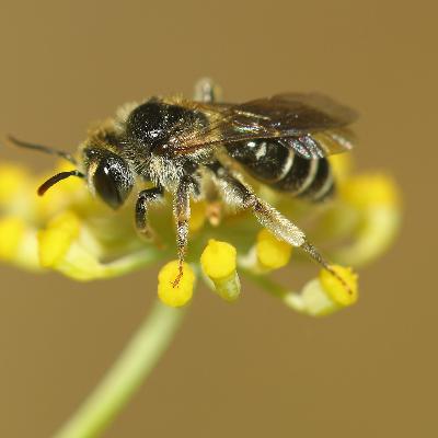 O projeto SPRING lança bases para implementação de plano europeu de monitorização de polinizadores. O projeto SPRING lança bases para implementação de plano europeu de monitorização de polinizadores.