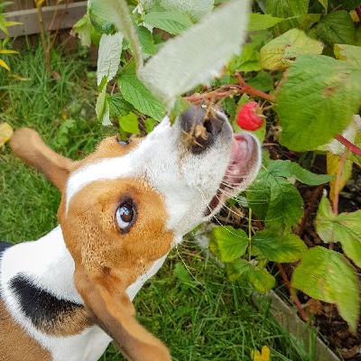 Sometimes The Dog Knows Better !