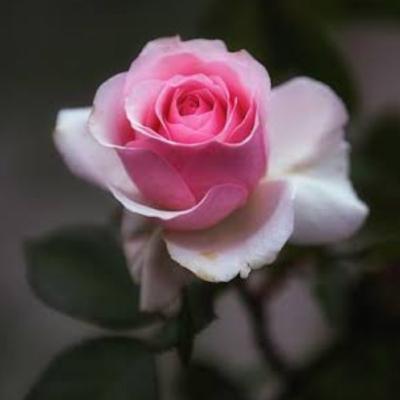 காதலியின் நிணைவு