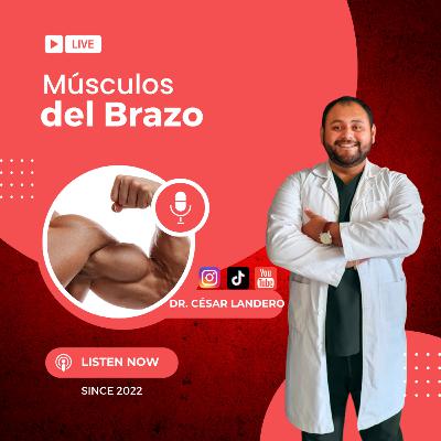 EP17T2 Más que Fuerza: Músculos del Brazo