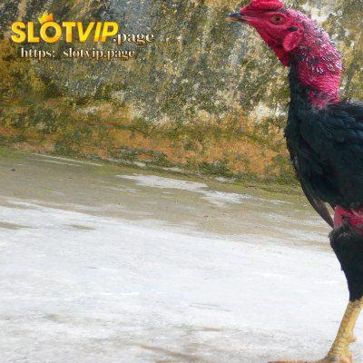 How to choose a fighting cock How to choose a fighting cock