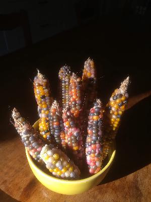 [Nouvelles du projet] Futurs projets 2/4