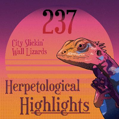 237 City Slickin' Wall Lizards 237 City Slickin' Wall Lizards