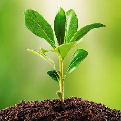 The Lightning Of Life