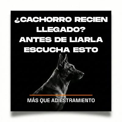 4.8 ¿Cachorro recien llegado a casa? Escucha esto antes de LIARLA