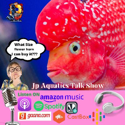 what Size Flowerhorn You Should Buy ?? what Size Flowerhorn You Should Buy ??