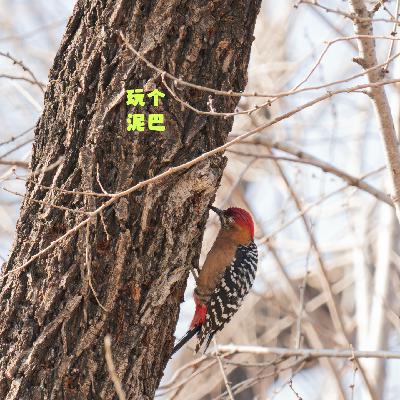 Vol. 83 观鸟吗？那孵个蛋？