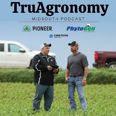 Cotton Defoliation Timing in the MidSouth