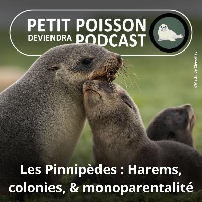 S05E33 Les Pinnipèdes : La reproduction et le soin aux petits, entre harems, colonies et monoparentalité