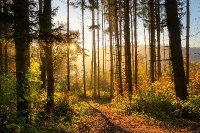 Friedwald: Die Bestattung in der Natur Friedwald: Die Bestattung in der Natur