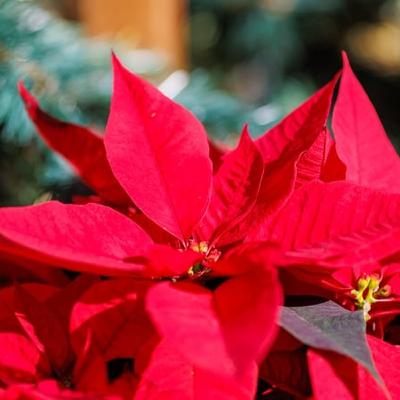 How to save dying poinsettias at Christmas How to save dying poinsettias at Christmas