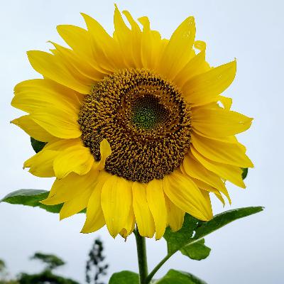 EP.16 音樂快問快答之好友篇 EP.16 音樂快問快答之好友篇