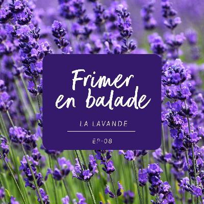 #8 - L’histoire de la lavande #8 - L’histoire de la lavande