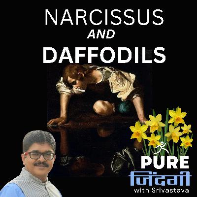 S1E54 - NARCISSUS AND DAFFODILS S1E54 - NARCISSUS AND DAFFODILS