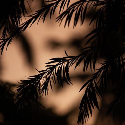 النسخة الثانية من الغريب