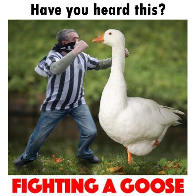 Fighting a goose