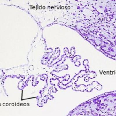Tejido nervioso
