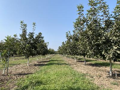 New Walnut Rootstocks (2025)