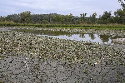 DNS007 Lobau
