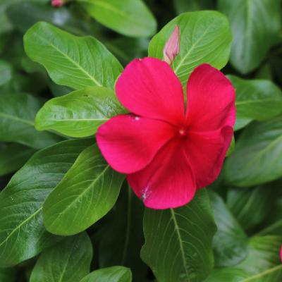 Developing Leaders: A Nehemiah Discipleship Training Conversation Developing Leaders: A Nehemiah Discipleship Training Conversation