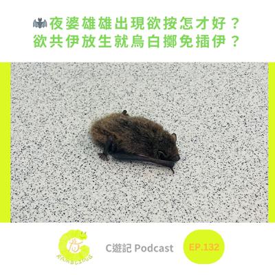 🦇夜婆雄雄出現欲按怎才好？欲共伊放生就烏白擲免插伊？｜Ｃ遊記EP.132
