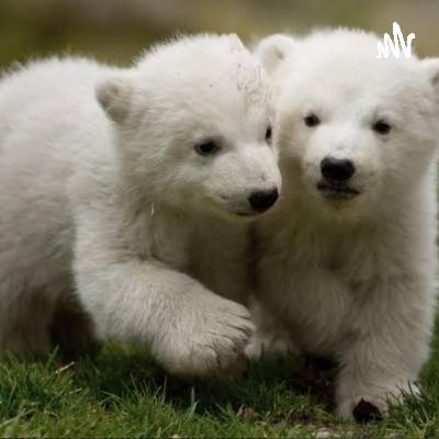 El comercio electrónico (E-commerce)