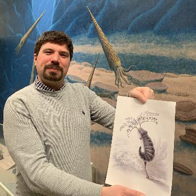 Herpetogaster und die Kambrische Explosion