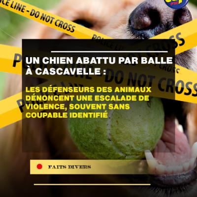 Un chien abattu par balle à Cascavelle : les défenseurs des animaux dénoncent une escalade de violence, souvent sans coupable identifié