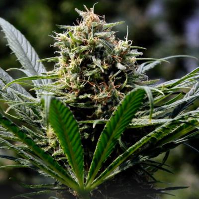 Ep 16: A Food Scientist on Weed, Edibles, Opioids and Pharma