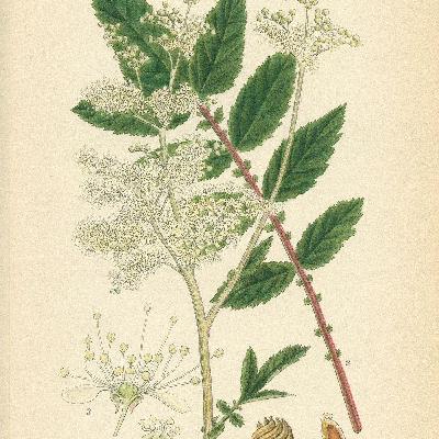 Show 261: Spikemoss and Meadowsweet