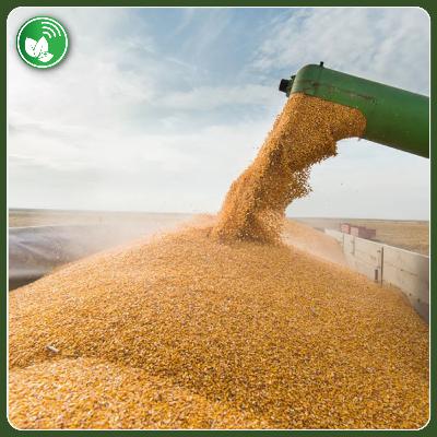 Costos y retenciones: el doble castigo al productor argentino