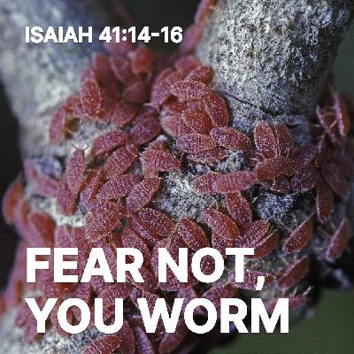 Fear Not, You Worm