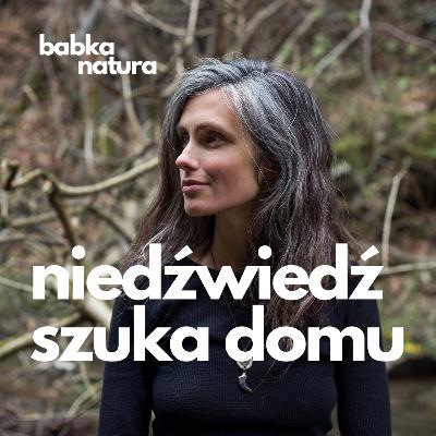 74. Niedźwiedź szuka domu | Anna Maziuk