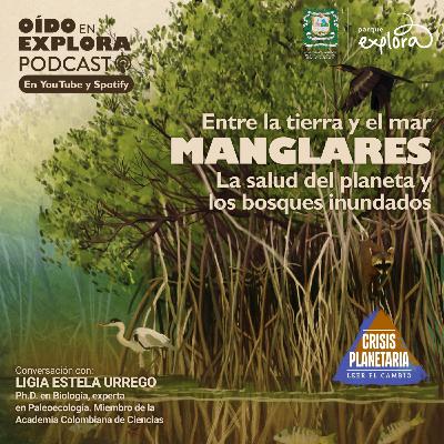Manglares y crisis planetaria: con la paleoecóloga Ligia Urrego