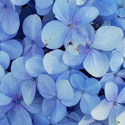 19. 中文第九章（褚笑）小王子的离别