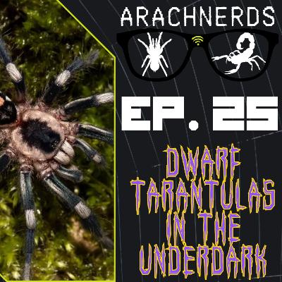 Dwarf Tarantulas in the Underdark | ArachNerds Ep. 25