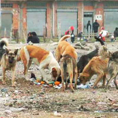 Sobre población canina en El Alto, un peligro