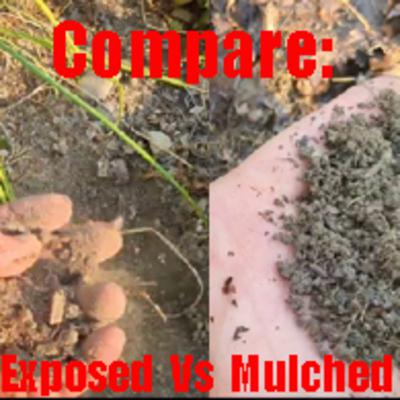 Quick Mulched Vs Exposed Soil Comparison 6 Months - Massive Difference! Quick Mulched Vs Exposed Soil Comparison 6 Months - Massive Difference!